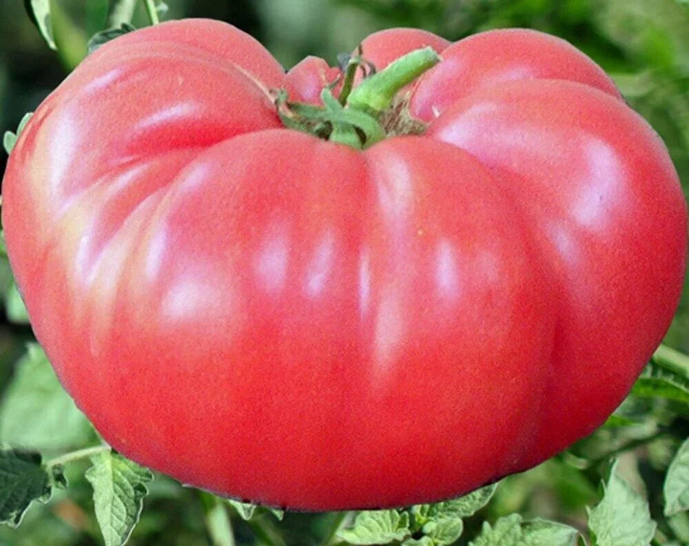 Pink Brandywine Tomato Seeds - Heirloom Indeterminate Beefsteak Variety, 100+ Seeds, Solanum lycopersicum, Organic Vegetable Seeds