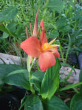 Canna Cannova Orange Shades Live Plant Plugs - Vibrant Orange Foliage - Well-Rooted Garden Plants - Canna indica