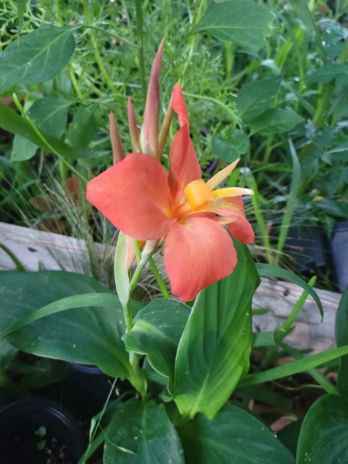 Canna Cannova Orange Shades Live Plant Plugs - Vibrant Orange Foliage - Well-Rooted Garden Plants - Canna indica