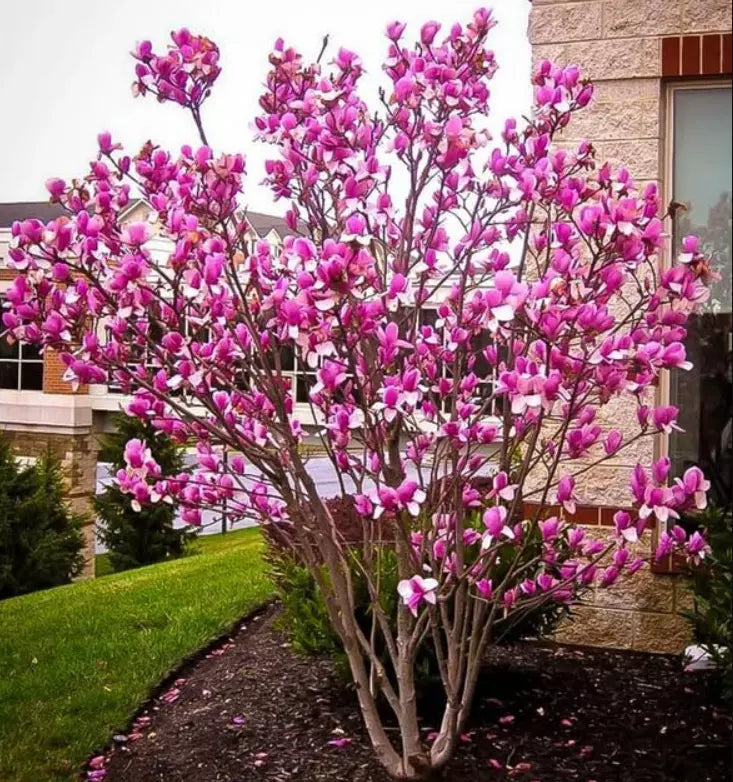 Ann Magnolia Tree Shrub 6-12" Potted Seedling Deep Purple-Red Blooms Magnolia 'Ann'
