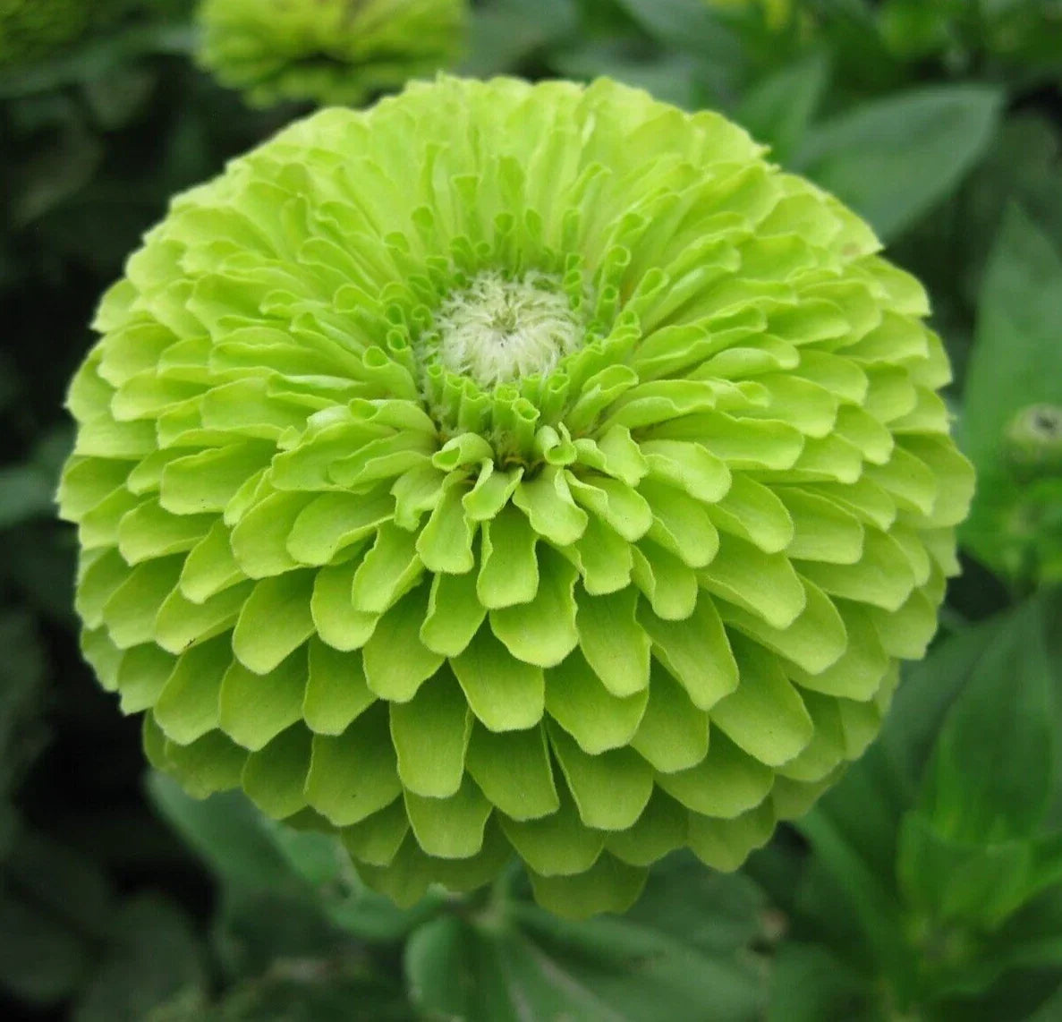 Green Zinnia Seeds "Envy" | Annual Flower Seeds for Bees & Birds | Zinnia elegans | Full Sun Garden Seeds