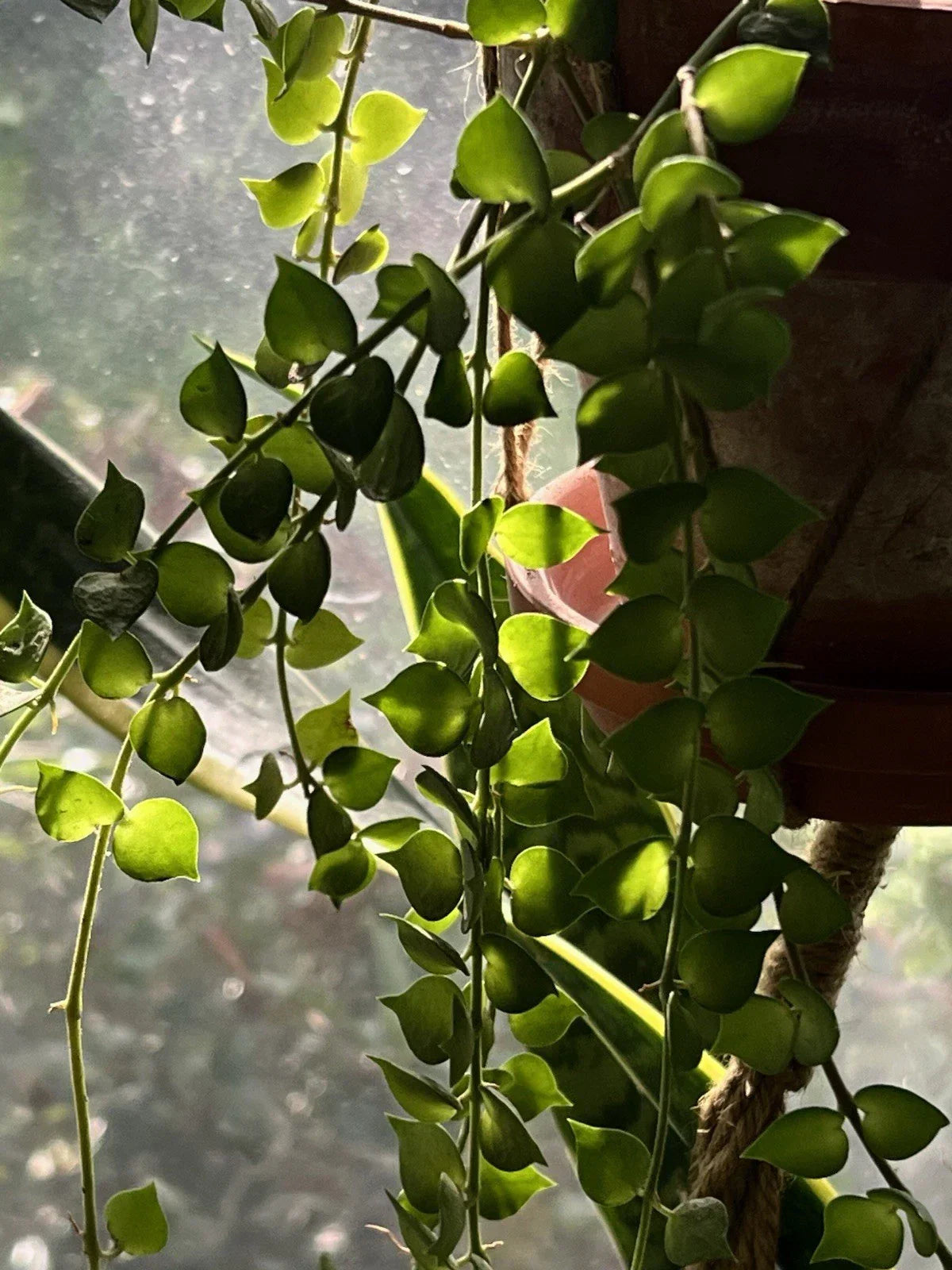 Dischidia Ruscifolia Million Hearts Plant 4" Unrooted Cutting - Heart-Shaped Foliage Indoor Houseplant for Trailing Decor