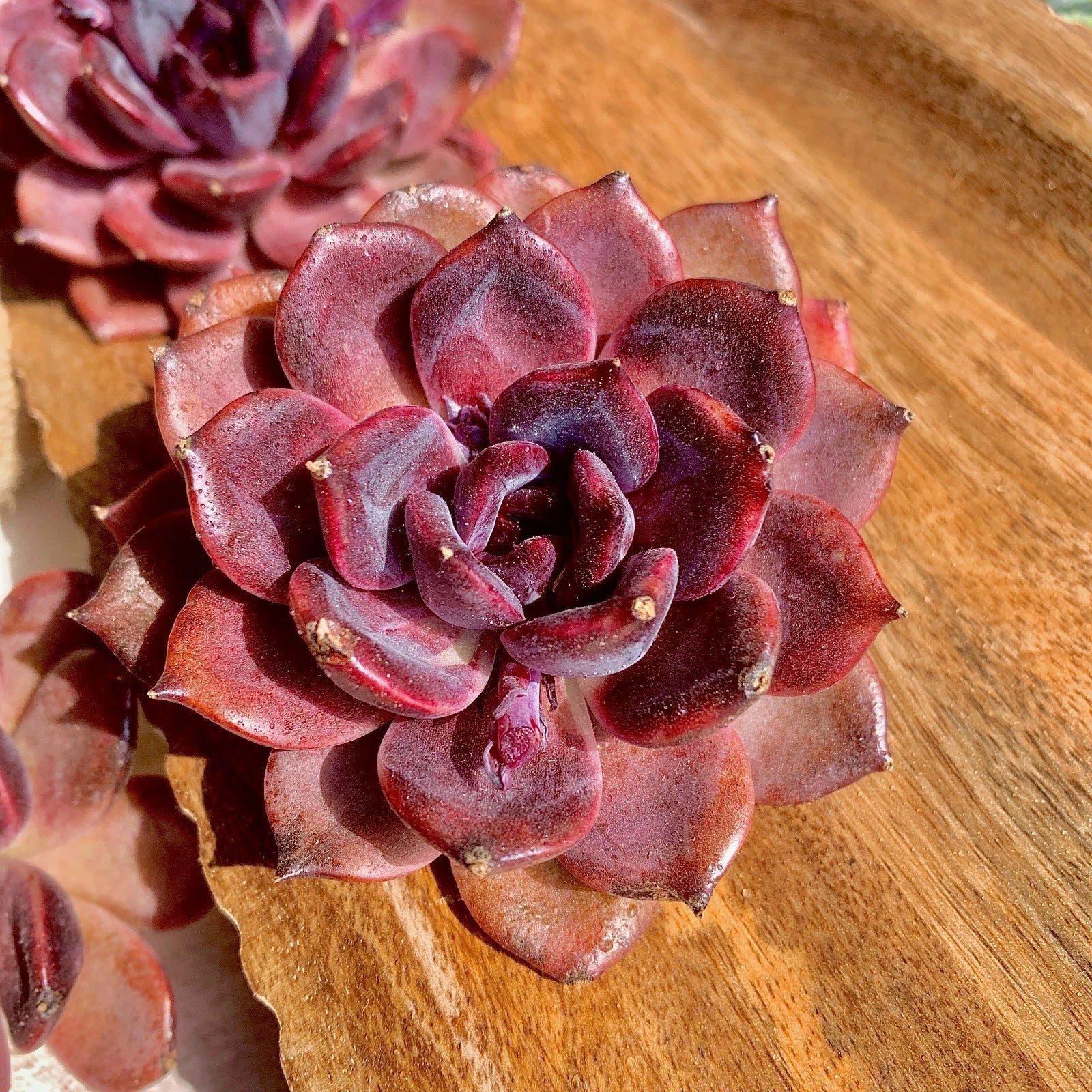 Echeveria Black Mamba Succulent Plant - Rare Bare Root Live Plant for Indoor & Outdoor Gardening