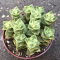 Crassula Perforata Variegata - String of Buttons Succulent Plants - 2" Diameter Starter Plants