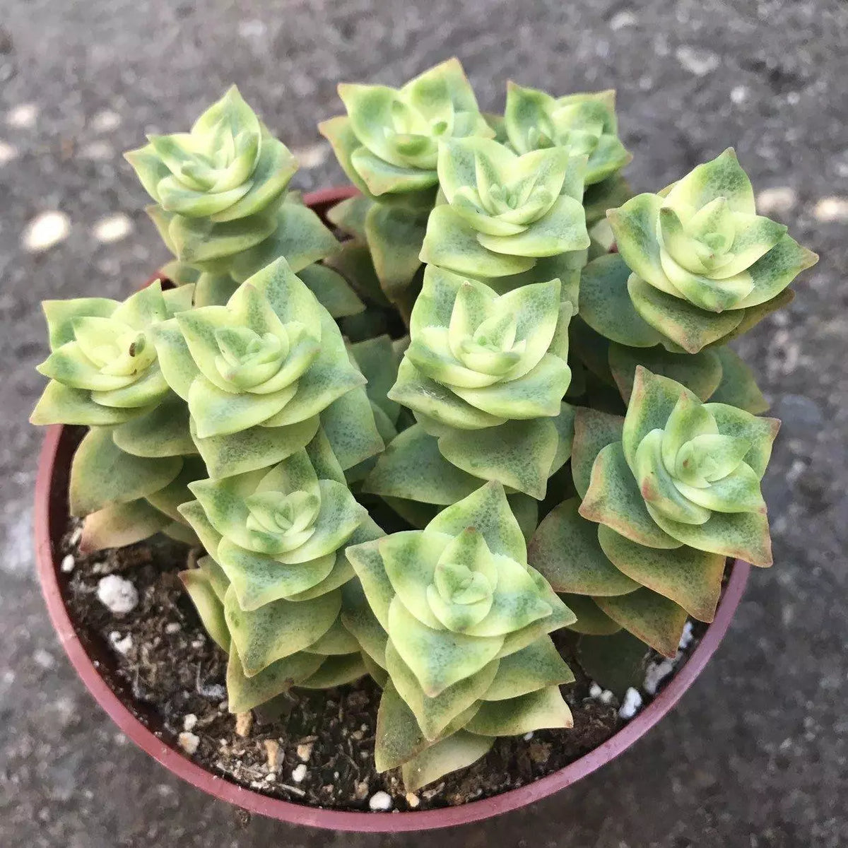 Crassula Perforata Variegata - String of Buttons Succulent Plants - 2" Diameter Starter Plants