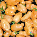 Habanero Peach Hot Pepper Seeds – 25+ Non-GMO, Heirloom Capsicum chinense for Gardening, Salsas & Spicy Dishes