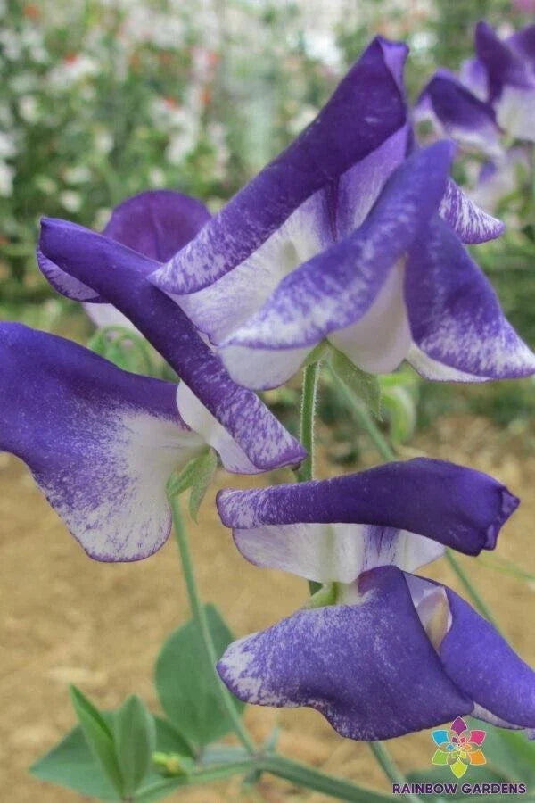 Solway Sapphire Sweet Pea Seeds - Semi-Dwarf Climbing Flower - Vibrant Blue Fragrance - Lathyrus odoratus - USA