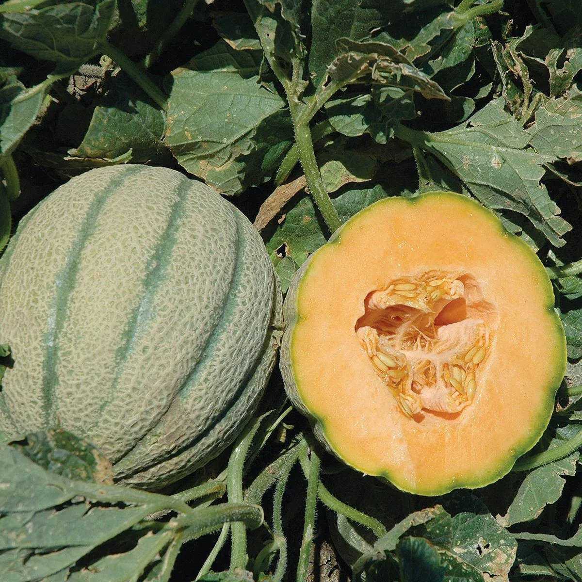 Orange Sherbet Melon Seeds – Heirloom Cucumis melo Hybrid, Juicy Orange Flesh, Vining, Pack of 20 Seeds