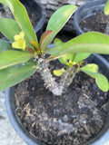 Dwarf Crown of Thorns Plant - Live Euphorbia milii Succulent with Pastel Yellow Flowers - Indoor/Outdoor Decor