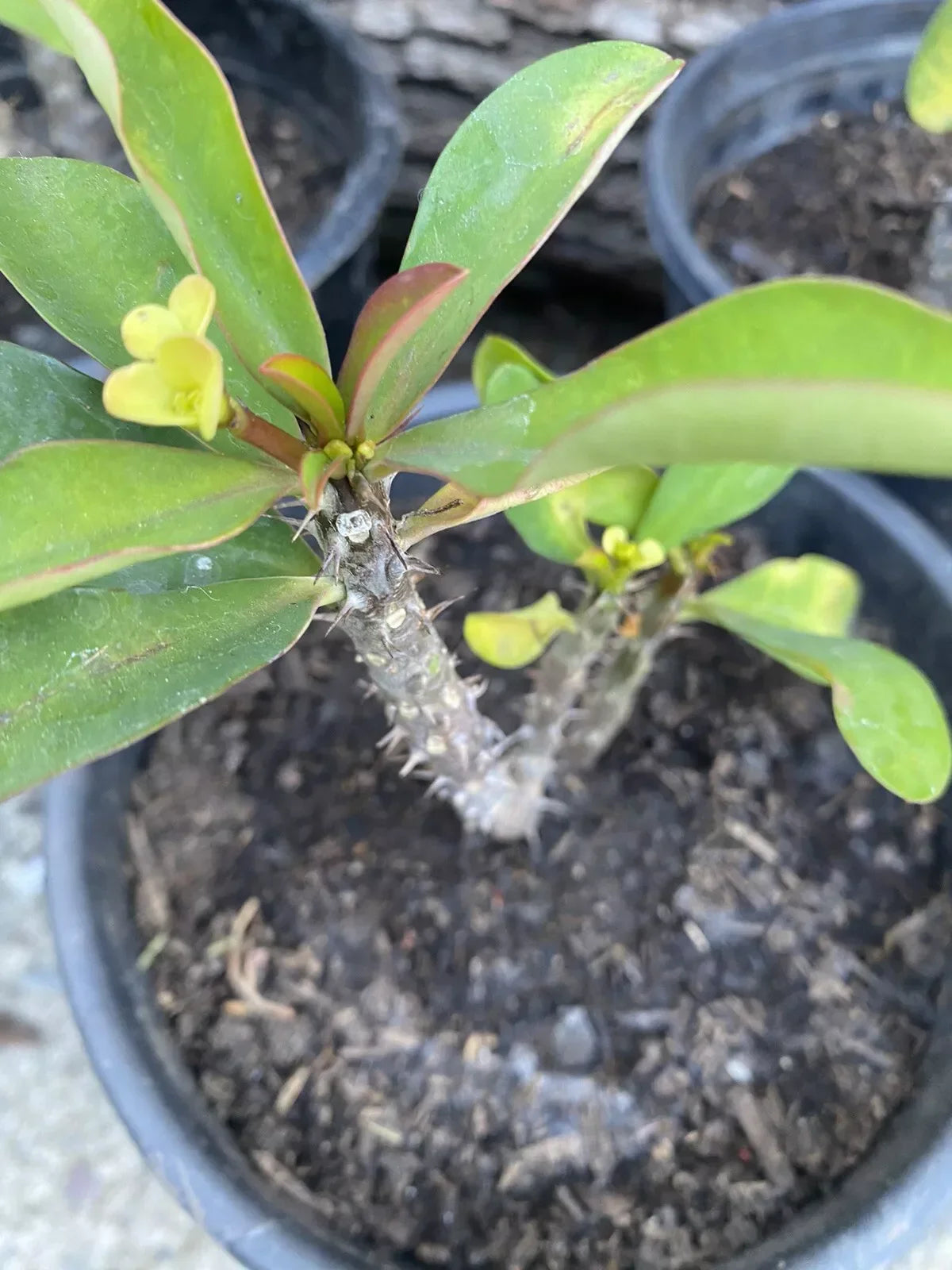 Dwarf Crown of Thorns Plant - Live Euphorbia milii Succulent with Pastel Yellow Flowers - Indoor/Outdoor Decor