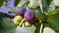 Ronde de Bordeaux Fig Seeds – 100+ Ficus carica for Garden Planting, Easy to Grow, Non-GMO, Full Sun, USA Shipping