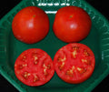 Celebrity Hybrid Tomato Seeds - Bulk 50 Pack, High-Yield Compact Solanum lycopersicum for Home Gardens