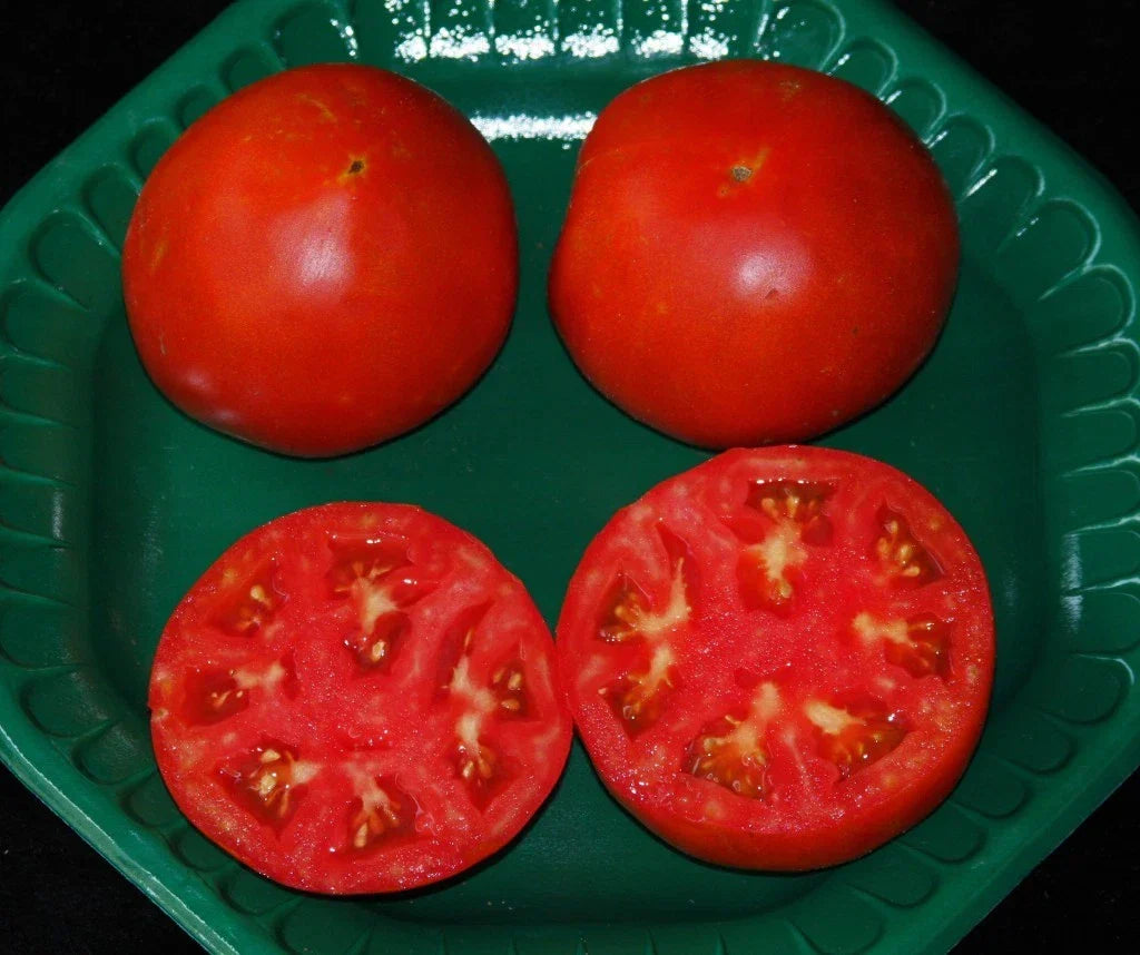 Celebrity Hybrid Tomato Seeds - Bulk 50 Pack, High-Yield Compact Solanum lycopersicum for Home Gardens