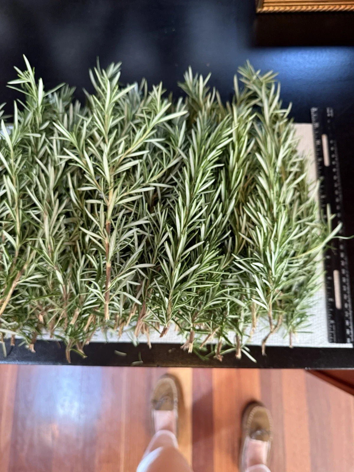 Fresh Organic Rosemary Stems - Culinary Herb Cuttings - Rosmarinus officinalis - 10 Pack