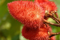 Anchiote Seeds - 40 Non-GMO Heirloom Culinary Herb Bixa orellana for Organic Gardening