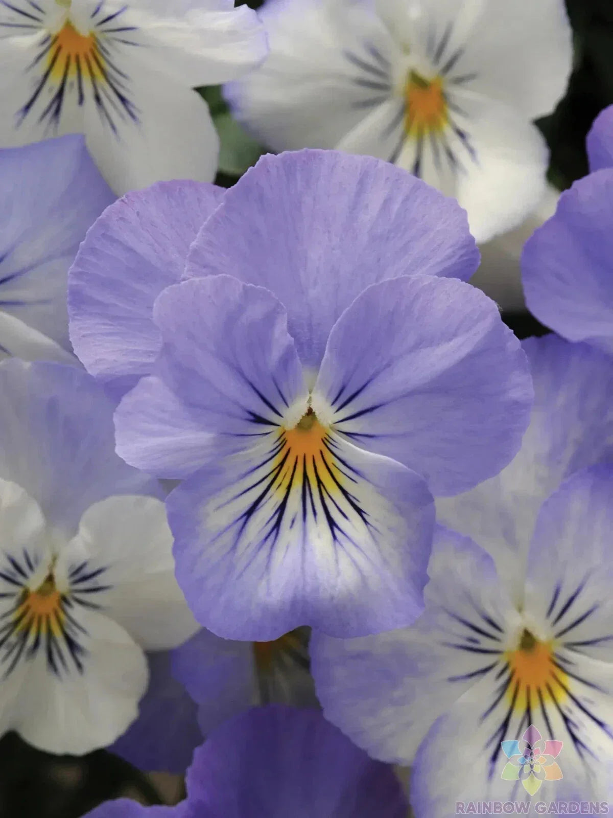 Frost Pansy Seeds - 200+ Viola Plentifall Variety, Annual Flower for Gardens, Containers, Borders, USA Grown
