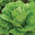 Genuine Parris Island Cos Romaine Lettuce Seeds - 4g Non-GMO, Organic, Cool-Season, Lactuca sativa, Home Garden, Salad Greens
