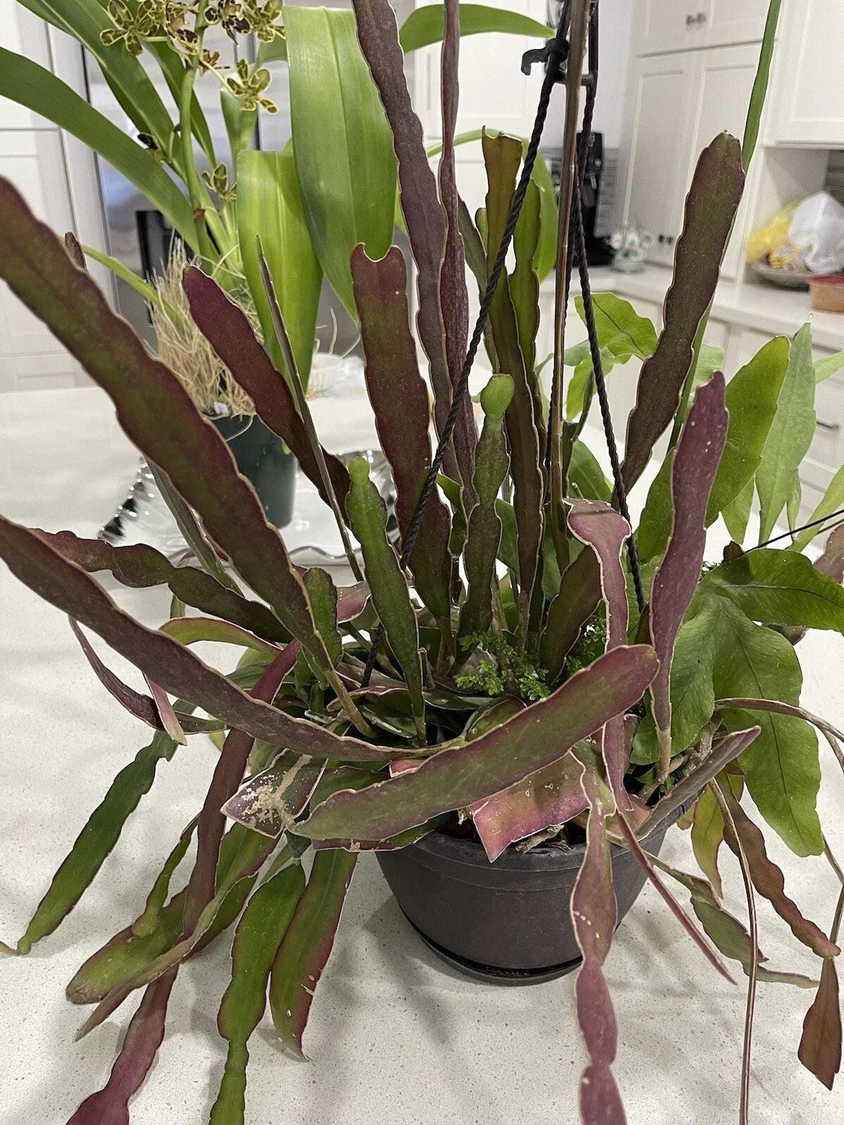 Epiphyllum Cuttings 8-10 Inches | Hookeri & Blooming Night Fragrant Succulents | Epiphyllum hookeri & oxypetalum