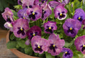 Pansy Seeds 50 Delta Premium Persian Medley Viola Tricolor Garden Flower Seeds for Borders & Containers