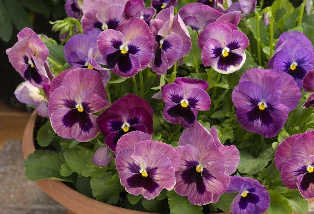Pansy Seeds 50 Delta Premium Persian Medley Viola Tricolor Garden Flower Seeds for Borders & Containers