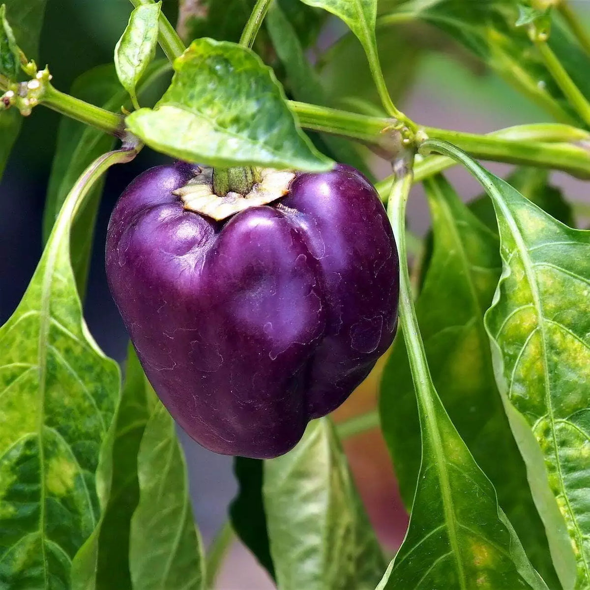 Sweet Purple Beauty Pepper Seeds - 500 Count, Capsicum annuum, Compact Bushy Plants, Colorful Garden Feature