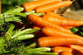 Danvers Carrot Seeds – Non-GMO Vegetable Garden Seeds for Home & Urban Farming – Daucus carota Heirloom Variety