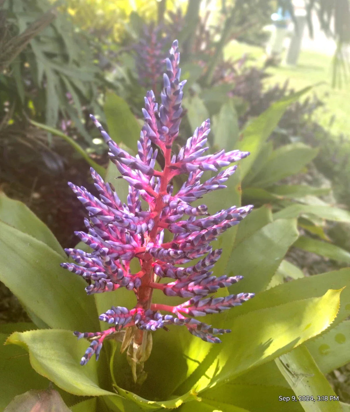 Aechmea Blue Tango Bromeliad Plant Offshoot - Tropical Rooted Houseplant
