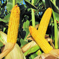 Wapsie Valley Grazing Corn Seeds - Open Pollinated Yellow Zea mays for Livestock Grazing, 100 Seeds Pack