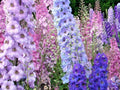 Larkspur Seeds - Imperial Mix Wildflower Seeds for Pollinators - Delphinium ajacis - Cut Flowers & Garden Wildflowers