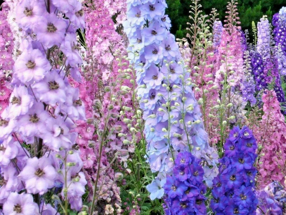 Larkspur Seeds - Imperial Mix Wildflower Seeds for Pollinators - Delphinium ajacis - Cut Flowers & Garden Wildflowers