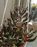 Kalanchoe tubiflora Mother of Millions Succulent Plant with 10 Pups, Air Roots, Easy Care Indoor Outdoor Houseplant