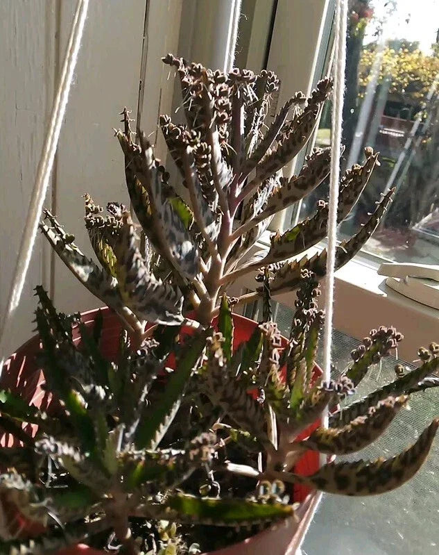 Kalanchoe tubiflora Mother of Millions Succulent Plant with 10 Pups, Air Roots, Easy Care Indoor Outdoor Houseplant