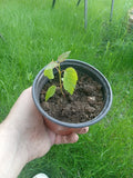 Canadian Maple Tree Live Plant in Pot – Acer saccharum – Compact, Shade Tolerant, Garden & Patio Tree