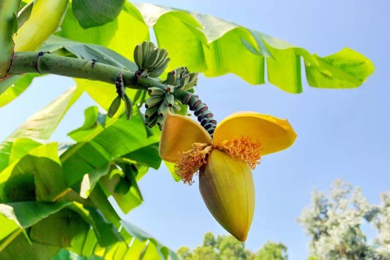 Basjoo Banana Plant – Live Rooted Musa basjoo – Cold Hardy Tropical Perennial for Garden or Landscape