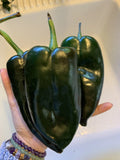 Ancho Poblano Chili Pepper Seeds - Organic NON-GMO Heirloom Seeds for Salsa, Capsicum annuum, 25 Pack