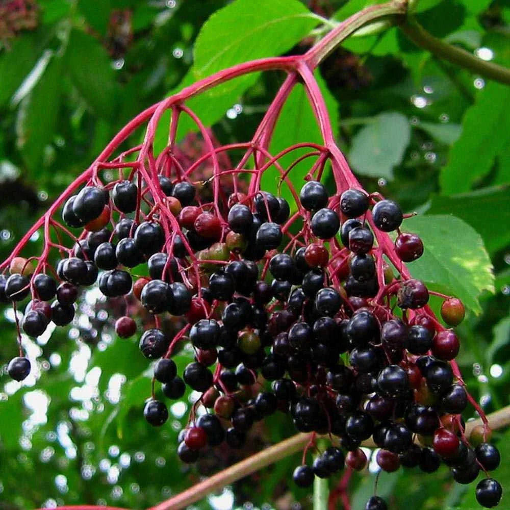 Unrooted Elderberry Cuttings - Sambucus nigra - Medicinal Perennial Bush for Propagation