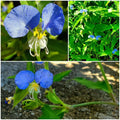 Spiderwort Day Lily Plants - Fresh Cuttings Wandering Jew Blue Tradescantia zebrina, Easy Care, Indoor & Outdoor Gardening
