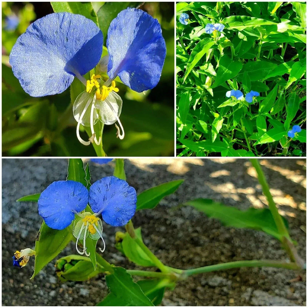 Spiderwort Day Lily Plants - Fresh Cuttings Wandering Jew Blue Tradescantia zebrina, Easy Care, Indoor & Outdoor Gardening