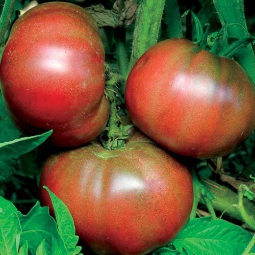 Black From Tula Tomato Seeds – Heirloom Non-GMO Vegetable Seeds for Home Garden, Solanum lycopersicum, 50 Seeds