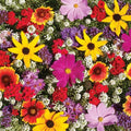 Monarch Butterfly Wildflower Mix Seeds – 100+ Colorful Wildflowers & Milkweed for Pollinator Gardens