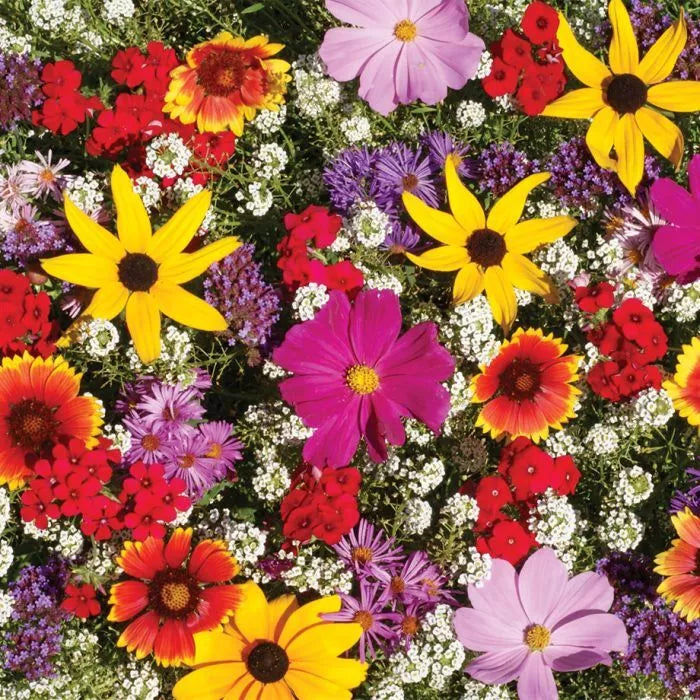 Monarch Butterfly Wildflower Mix Seeds – 100+ Colorful Wildflowers & Milkweed for Pollinator Gardens