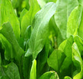 Large Leaf Sorrel Seeds 1000+ Rumex acetosa Perennial Green Vegetable, Edible Greens, Garden Seeds