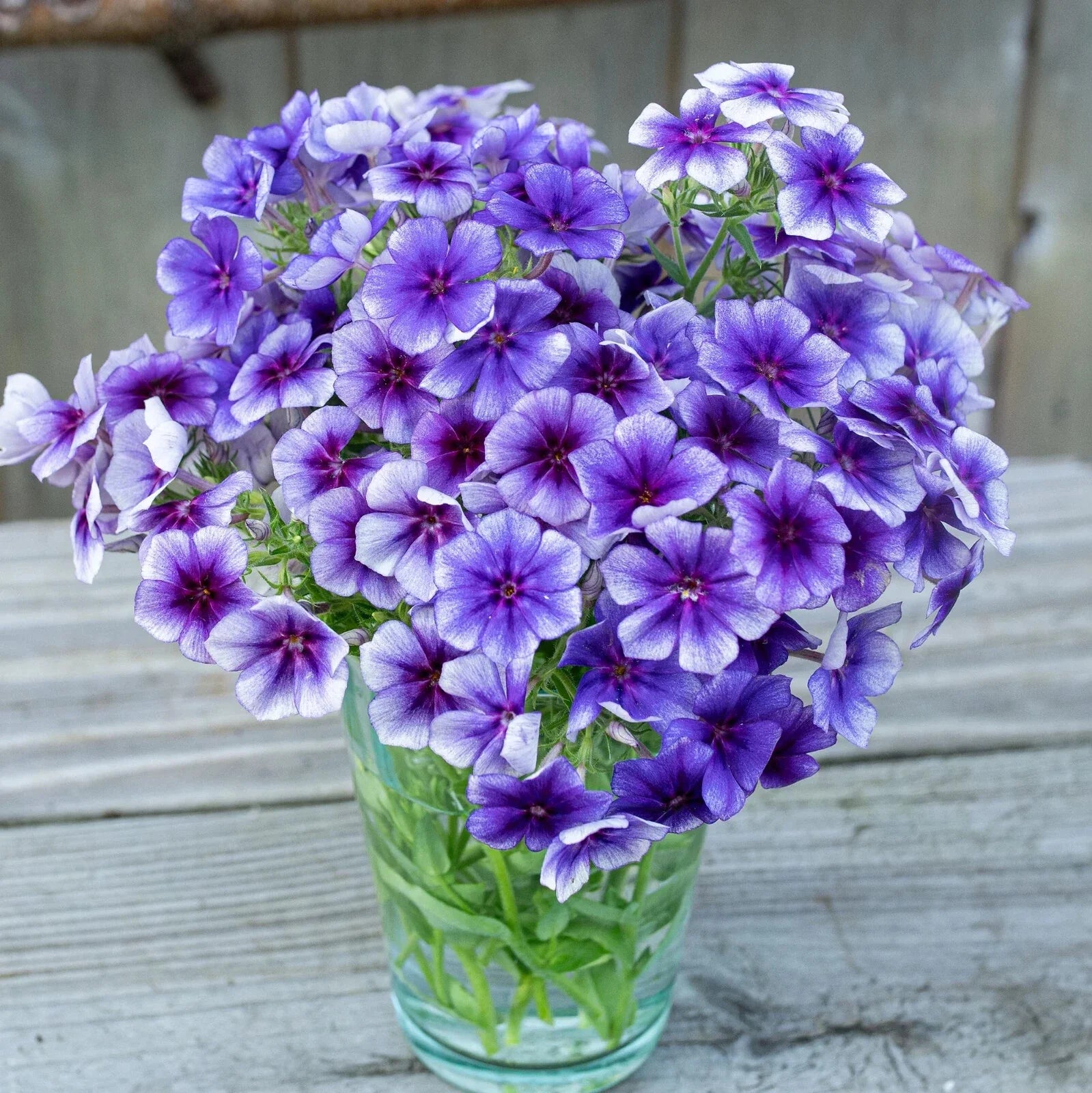 Blueberry Swirl Phlox Seeds - 100+ Perennial Garden Planting - Phlox paniculata, Vibrant Blue & Purple Blooms