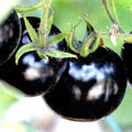 European Black Cherry Tomato Seeds – Heirloom Non-GMO, Sweet Juicy Variety, Solanum lycopersicum, 100 Seeds for Garden & Container