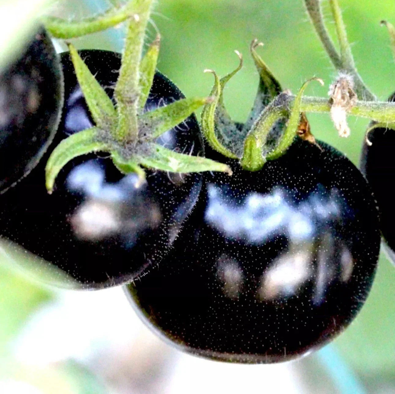 European Black Cherry Tomato Seeds – Heirloom Non-GMO, Sweet Juicy Variety, Solanum lycopersicum, 100 Seeds for Garden & Container