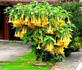 Yellow Trumpetbush Seeds - 20 Pack, Tecoma stans, Bright Yellow Flowers, Attracts Pollinators, Full Sun, Low Maintenance