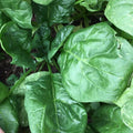 Giant Noble Spinach Seeds - Heirloom Organic Spinacia oleracea Non-GMO Large Leaf Salad Seeds