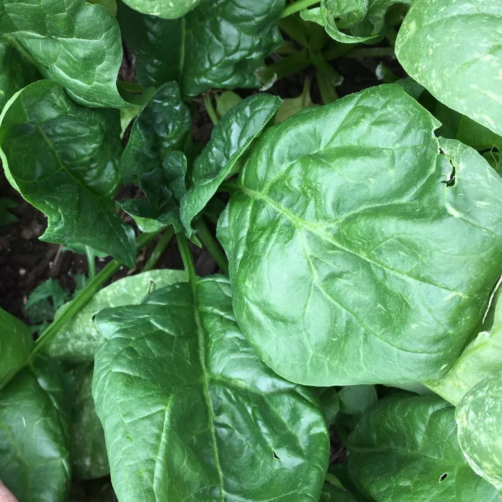 Giant Noble Spinach Seeds - Heirloom Organic Spinacia oleracea Non-GMO Large Leaf Salad Seeds