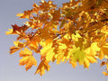 Fast Growing Norway Maple Tree Seeds - Acer Platanoides for Landscaping & Shade, 30+ Seeds