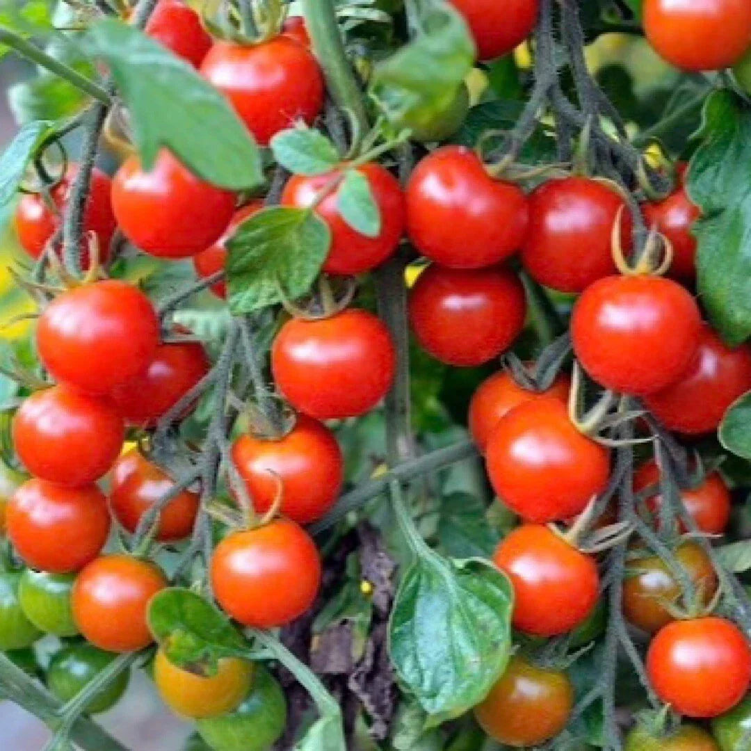 Tomato Seeds - Small Red Cherry Variety - Solanum lycopersicum - 100+ Seeds for Home Garden & Container Growing